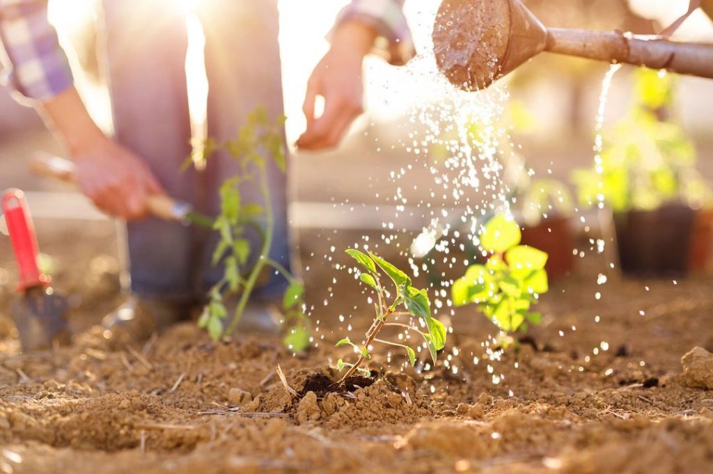 Close-up of a watering can sprinkling water on a small garden plant