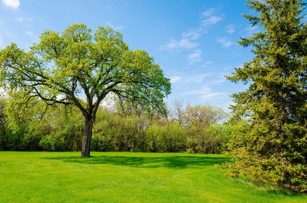 A grassy area with a trees and shrubbery under a blue sky