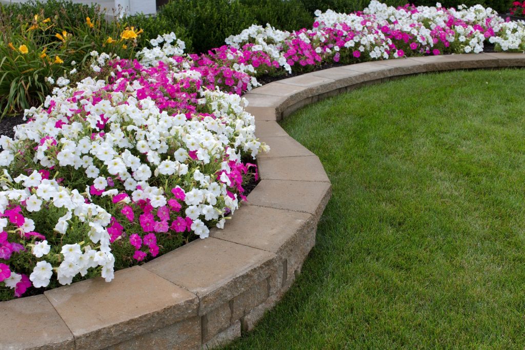 A flower bed with block border and pink and white flowers