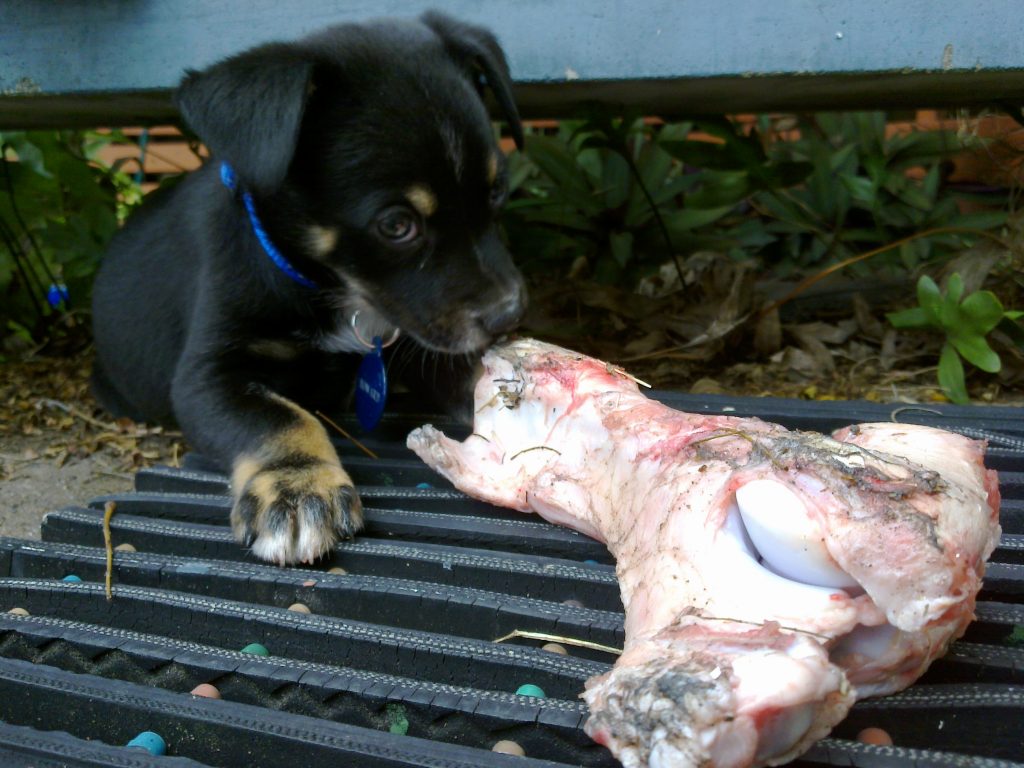 A black puppy with tan highlights sniffing a piece of raw chicken on a floor mat outdoors