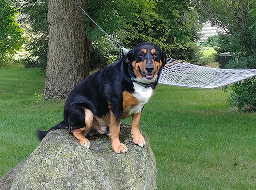 A black and tan long-hair dog with a white chest sitting on a large rock