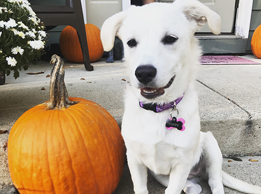 A white dog sitting next to a pumpkin on a front stoop