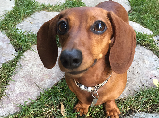 A brown Dachshund standing on stone pavers and grass