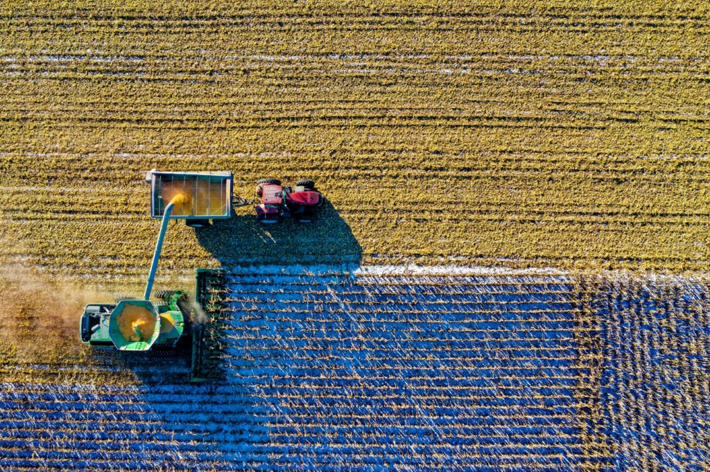 Overhead view of a combine harvesting corn