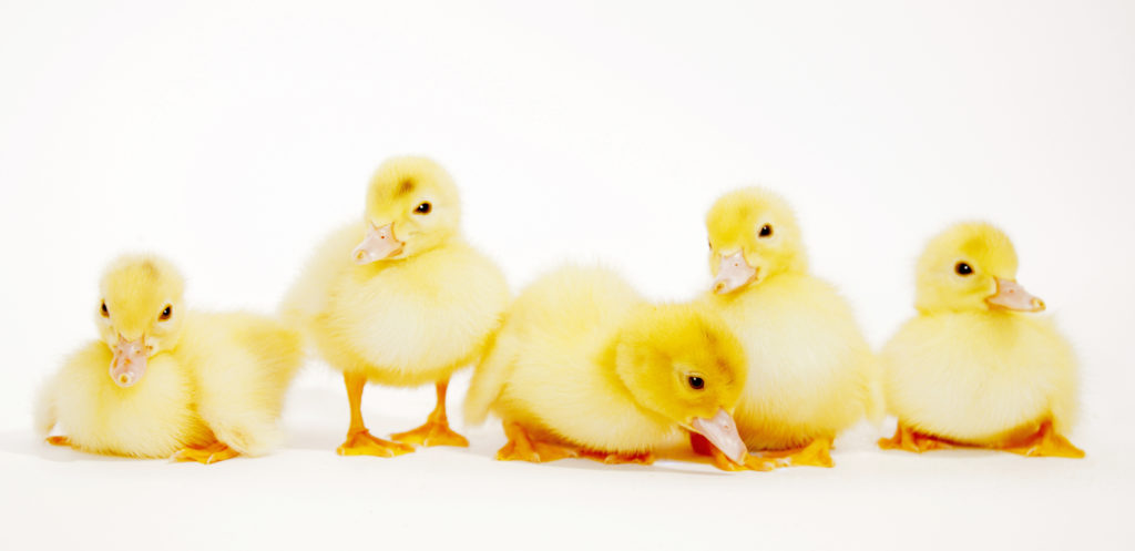 Five yellow baby ducks