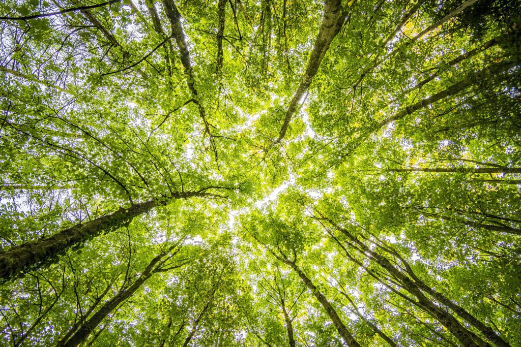 Photo looking up into a tree canopy